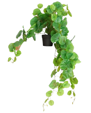 PLANTA DECORATIVA FARUK